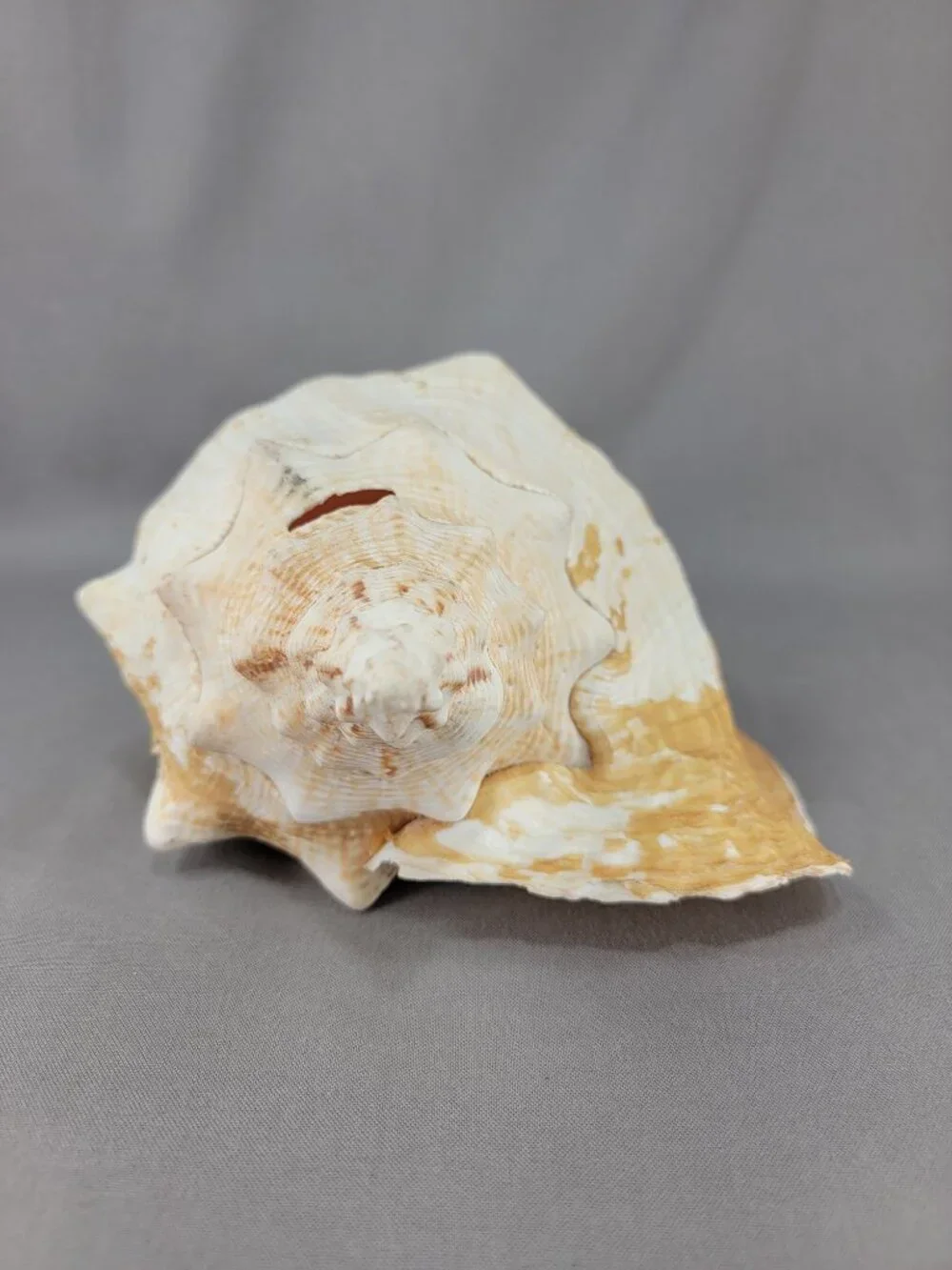 Vtg Natural Conch Shell Seashell Beach Nautical Home Decor Distressed Weathered